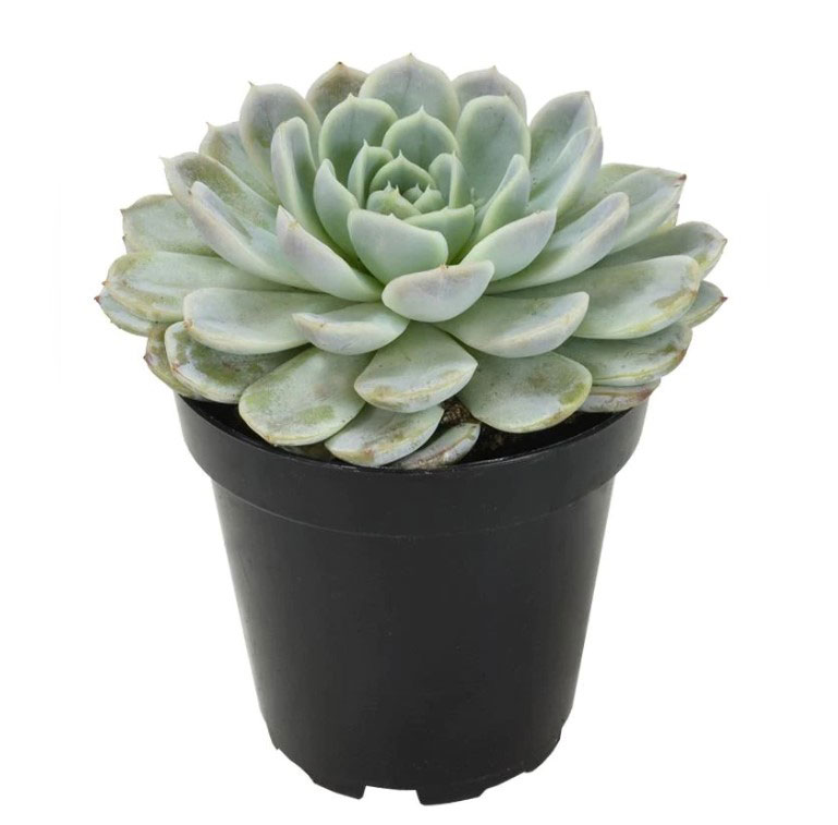 اشوريا (ساق عروس)